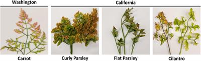 Identification of a novel recombinant polerovirus and other emergent viruses and tombusvirus-like associated RNA species associated with carrot motley dwarf disease in the United States